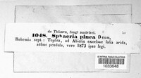 Sphaeropsis sapinea image